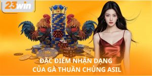 Đặc điểm nhận dạng của gà thuần chủng Asil