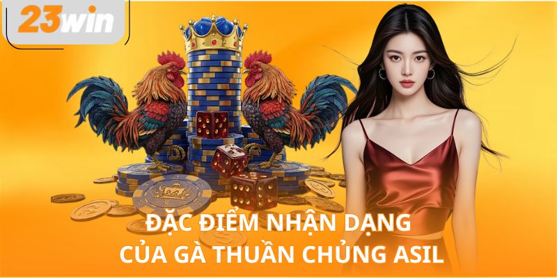 Đặc điểm nhận dạng của gà thuần chủng Asil