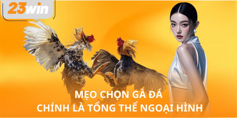 Mẹo chọn gà đá chính là tổng thể ngoại hình 