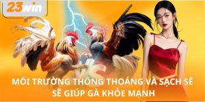 Môi trường thông thoáng và sạch sẽ sẽ giúp gà khỏe mạnh