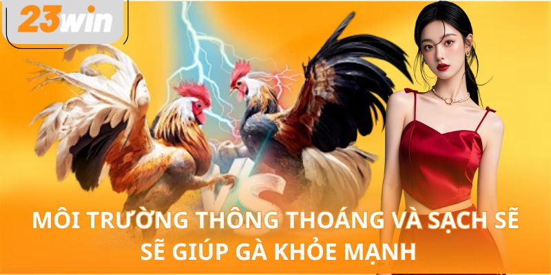 Môi trường thông thoáng và sạch sẽ sẽ giúp gà khỏe mạnh