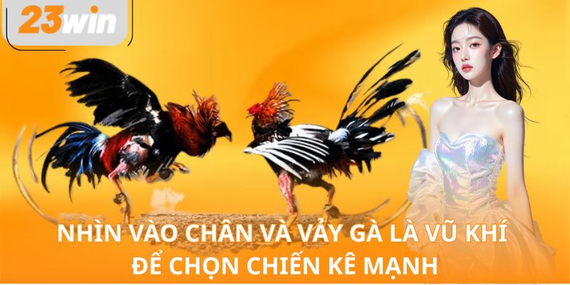 Nhìn vào chân và vảy gà là vũ khí để chọn chiến kê mạnh